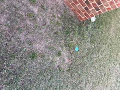 Aerial view of a residential lawn with patchy grass growth and a brick structure visible at the top edge, showing no