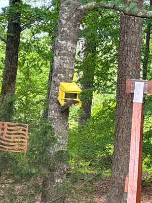 A wooded residential property showing tall trees, a wooden fence section, and a yellow birdhouse mounted on a tree