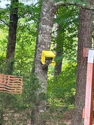 A yellow drainage catch basin or surface drain box is visible installed in the lawn among trees, with wooden fence