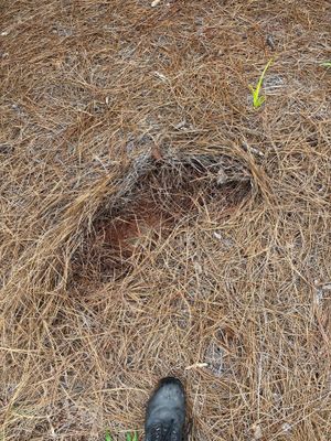 Exterior ground-level view showing bare soil and organic debris with a boot in frame, suggesting an assessment of yard