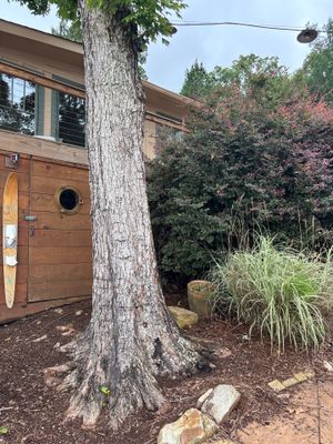 Exterior view of a modern wood-clad foundation structure with a large tree, ornamental grasses, and landscaping showing