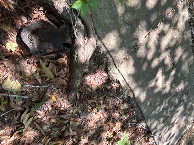 Exterior ground-level view showing soil, mulch, grass, and tree shadow with no visible foundation repair work or