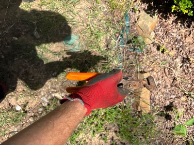 A drainage catch basin or drain box is being installed or inspected in a lawn area with visible excavation and