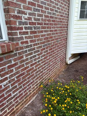 Exterior view of a brick foundation wall with healthy green lawn and yellow flowers in the foreground, showing no
