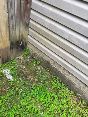 Exterior foundation area showing moisture damage and moss/algae growth along the base of a house siding, indicating