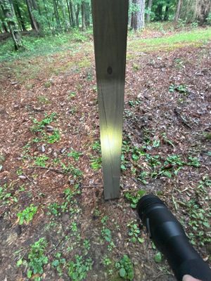 A black drainage pipe or conduit is being installed or positioned against a tree in an outdoor wooded yard area with