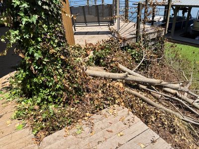 An overgrown yard area with dead vegetation, fallen branches, and deteriorated fencing, showing a neglected exterior