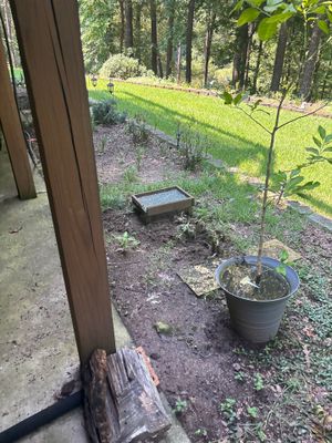 Exterior yard view showing a catch basin or drain box installed in the lawn with a newly planted tree nearby,