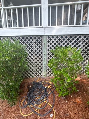 Exterior yard drainage setup with coiled drainage pipe staged on mulch between landscaping plants and lattice