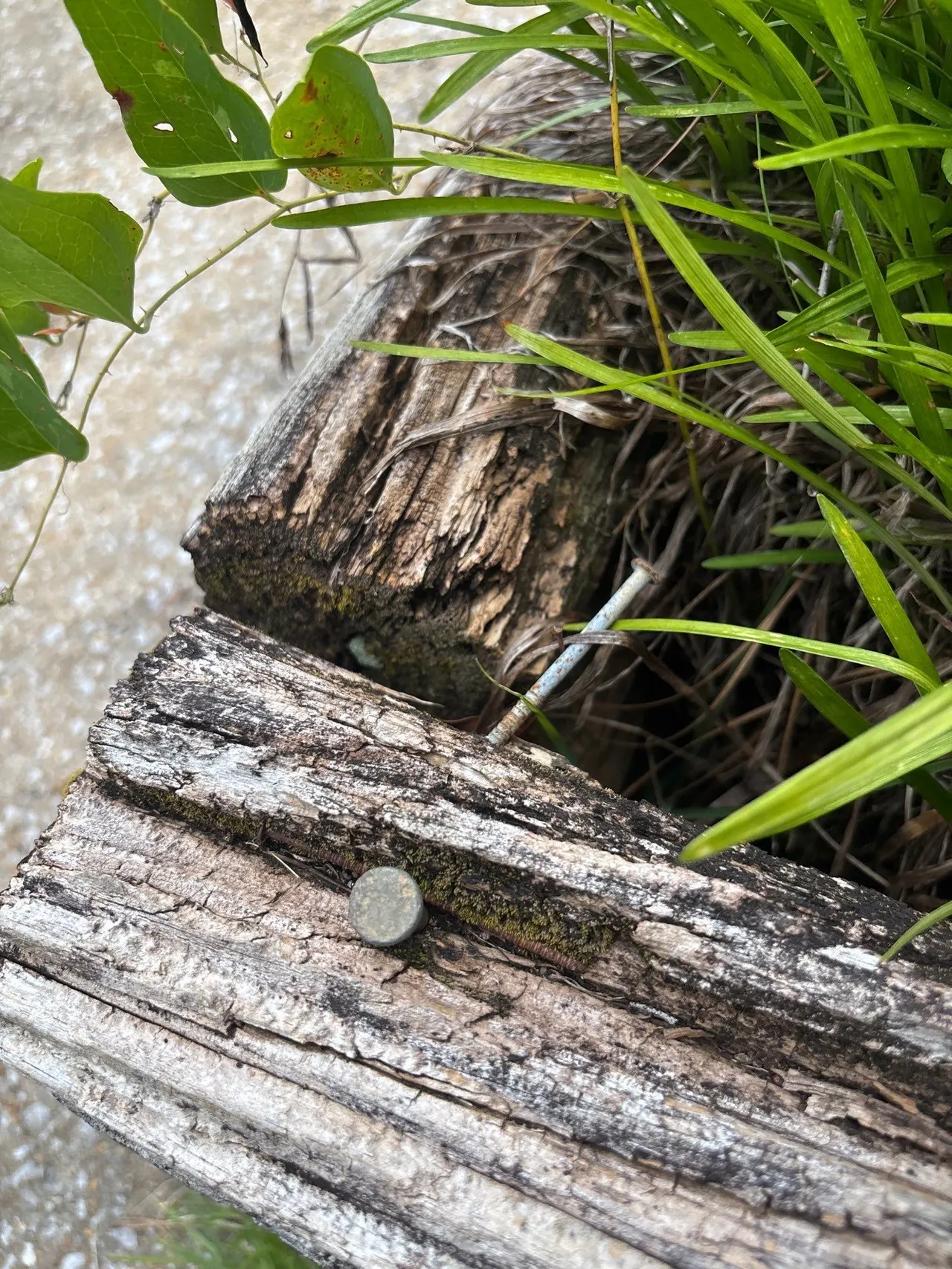 APS Foundation Repair and Waterproofing inspecting decaying wood, a common sign of carpenter ant infestation.