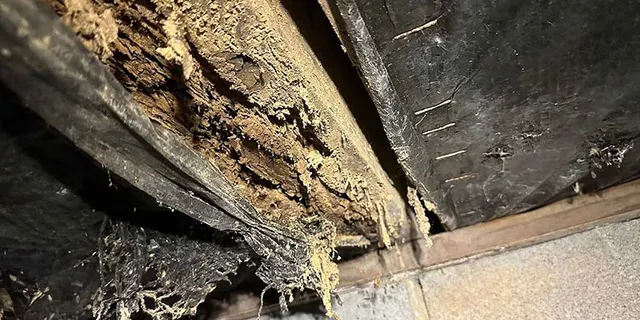 APS Foundation Repair and Waterproofing inspecting severe rotten wood damage and decaying vapor barrier in a crawl space.