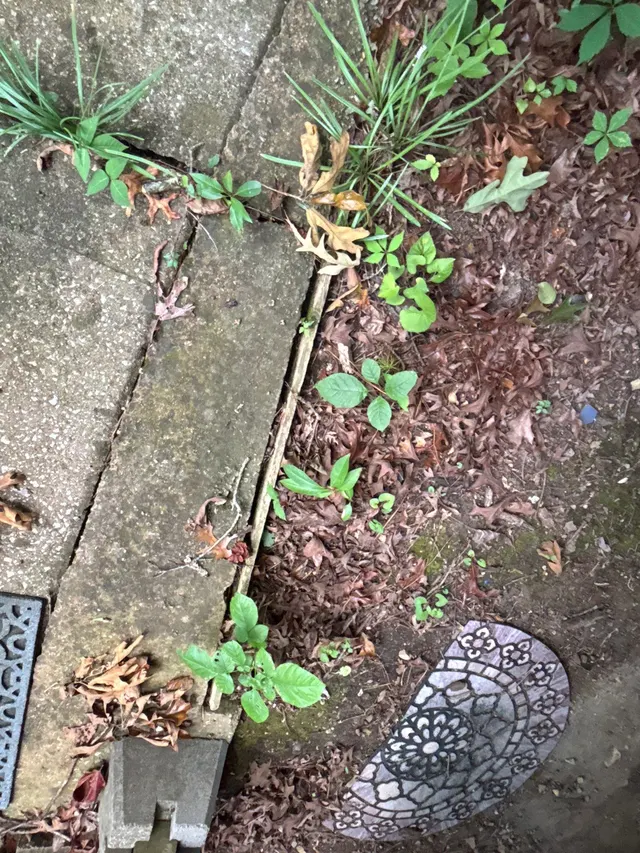 Broken Sidewalks on an Alabama home, photographed on an APS Foundation job site