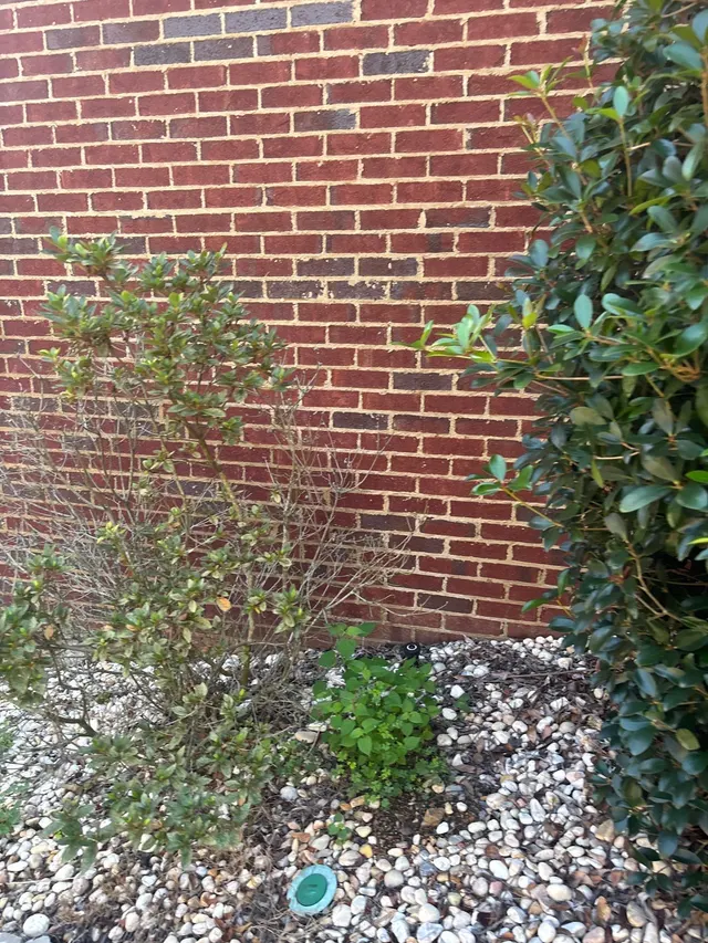 APS Foundation Repair and Waterproofing inspecting dampness and discoloration on an exterior brick foundation wall