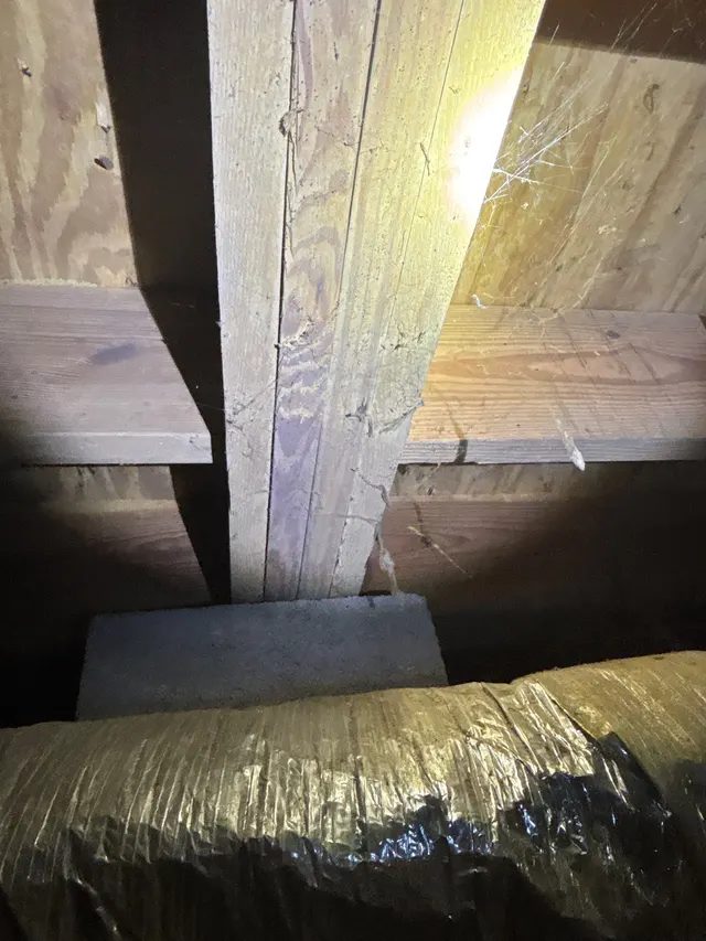 Carpenter Ant Damage in Structural Framing on an Alabama home, photographed on an APS Foundation job site