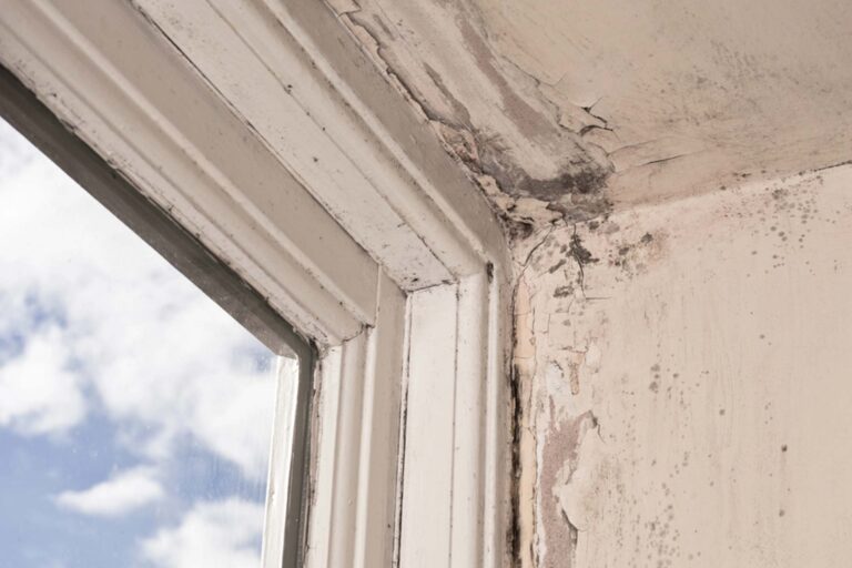 Wood Damage Repair
